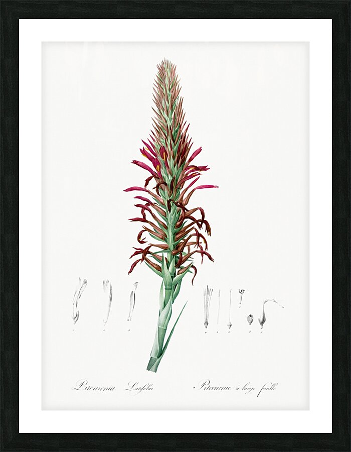 Pitcairnia latifolia illustration  Picture Frame print