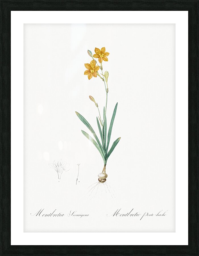 Pitcairnia latifolia illustration  Picture Frame print