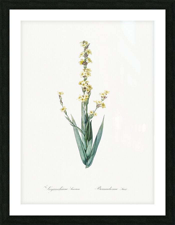 Pale yellow eyed grass illustration  Picture Frame print