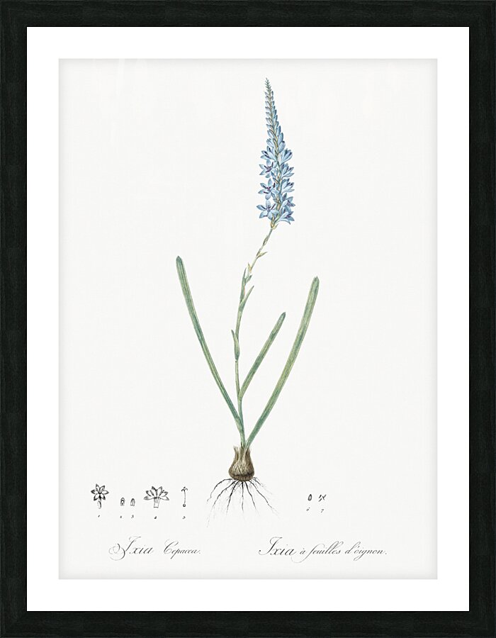 Ixia cepacea illustration  Picture Frame print