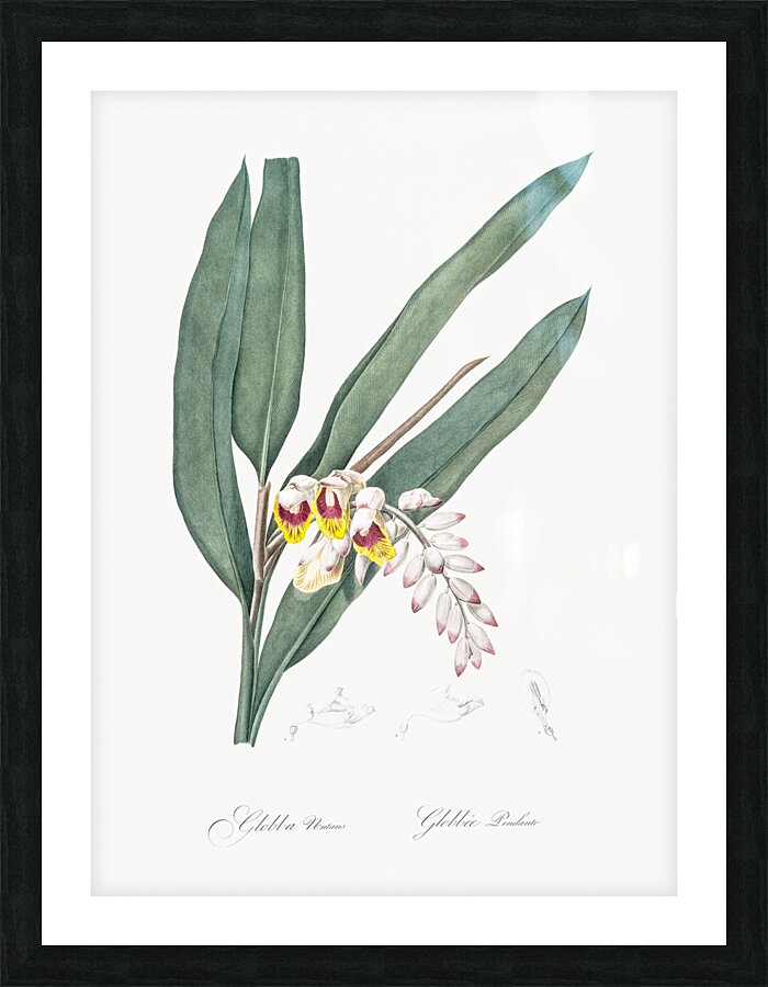 Shellflower illustration  Picture Frame print