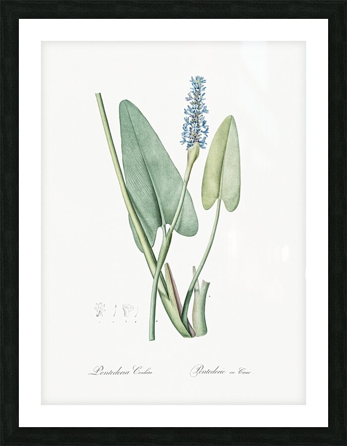 Pickerelweed illustration  Picture Frame print
