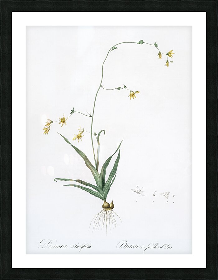 Diasia iridifolia illustration  Picture Frame print