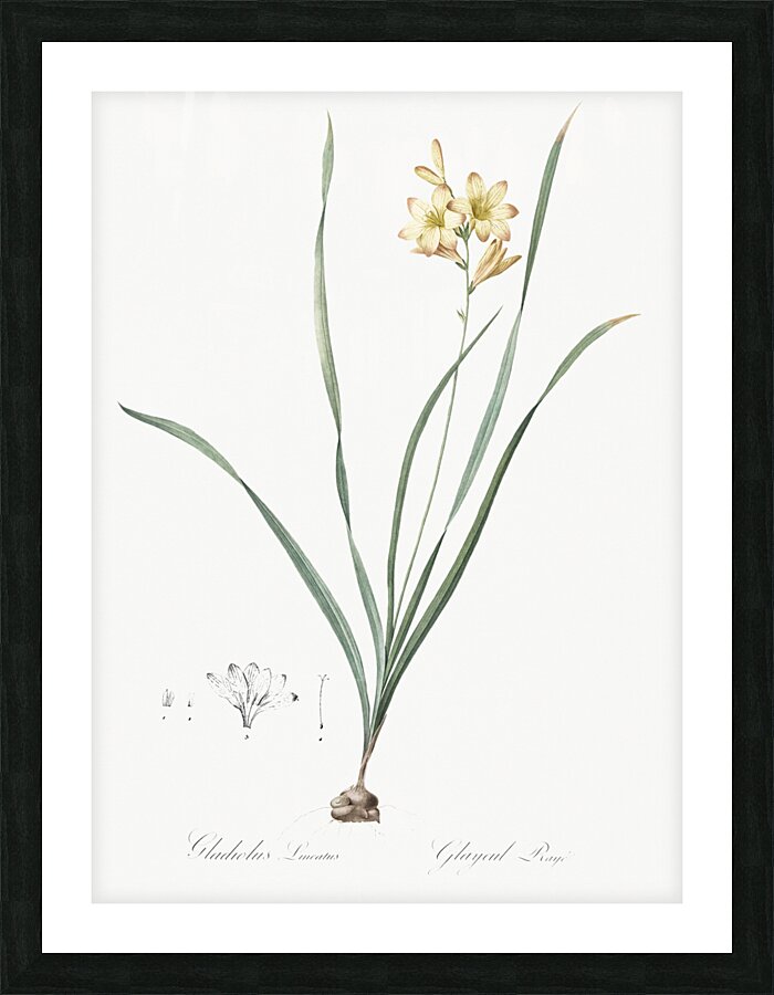Gladiolus lineatus illustration  Picture Frame print