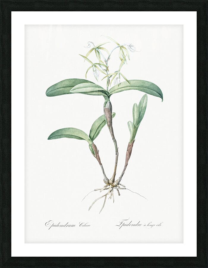 Fringed Star Orchid illustration  Picture Frame print