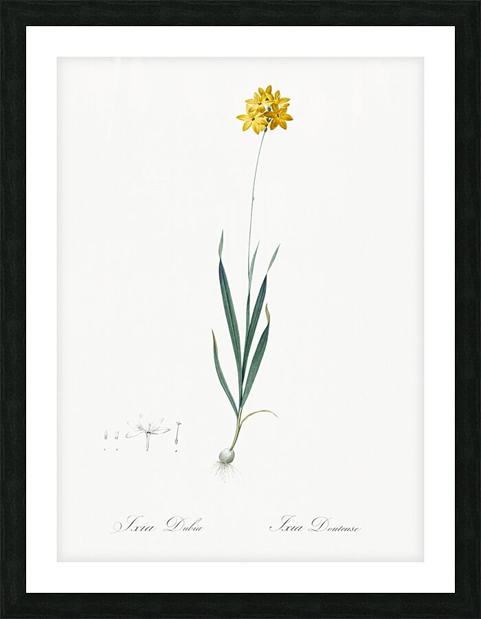 Orange Ixia illustration  Picture Frame print