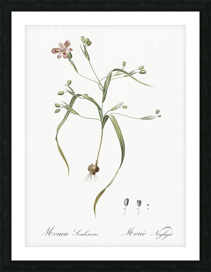 Moraea sordescens illustration  Picture Frame print