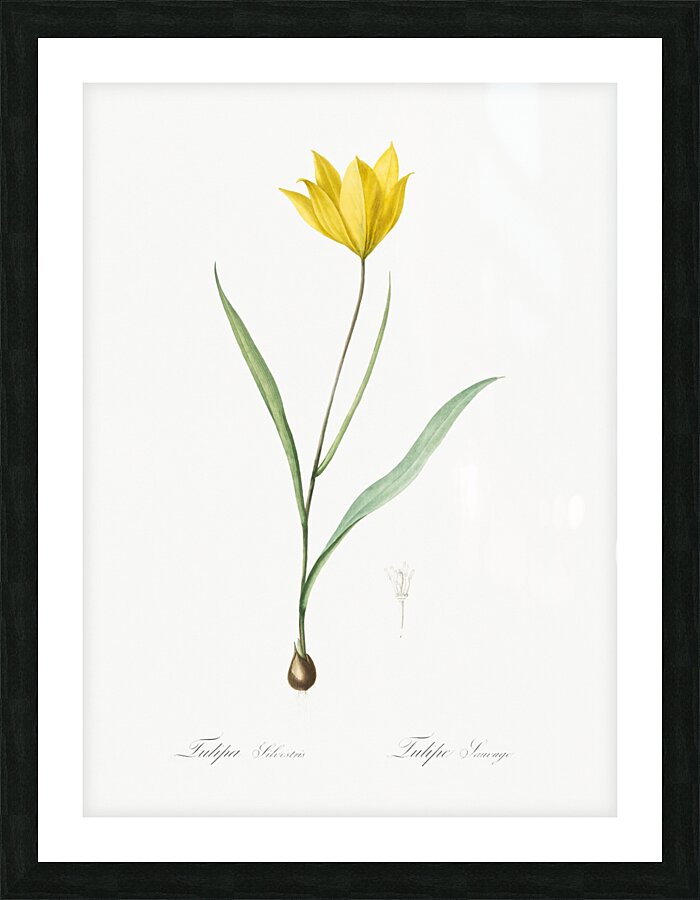 Tulipa sylvestris illustration  Picture Frame print