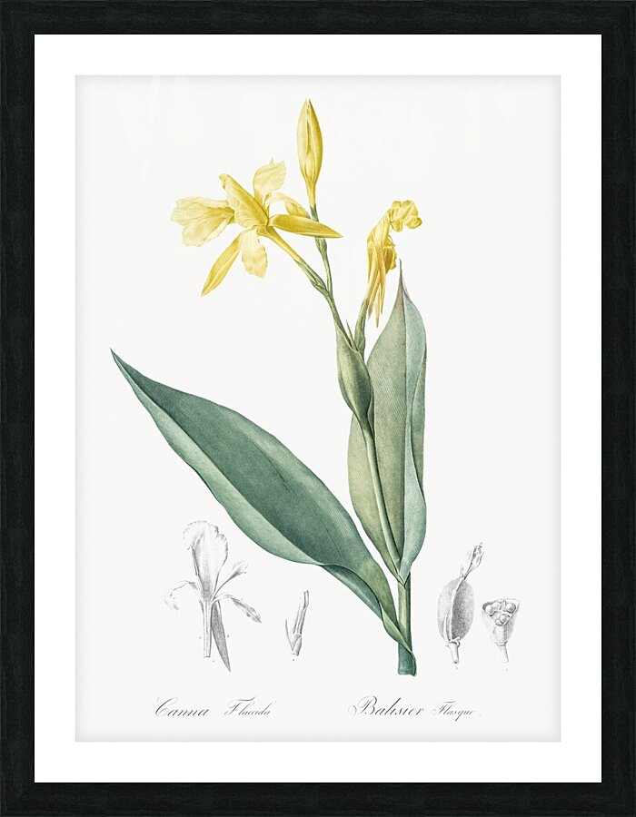 Bandana of the everglades illustration  Picture Frame print