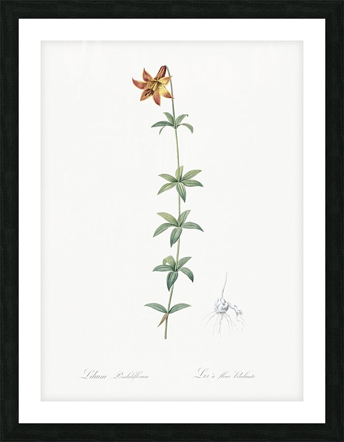 Lilium penduliflorum illustration  Picture Frame print