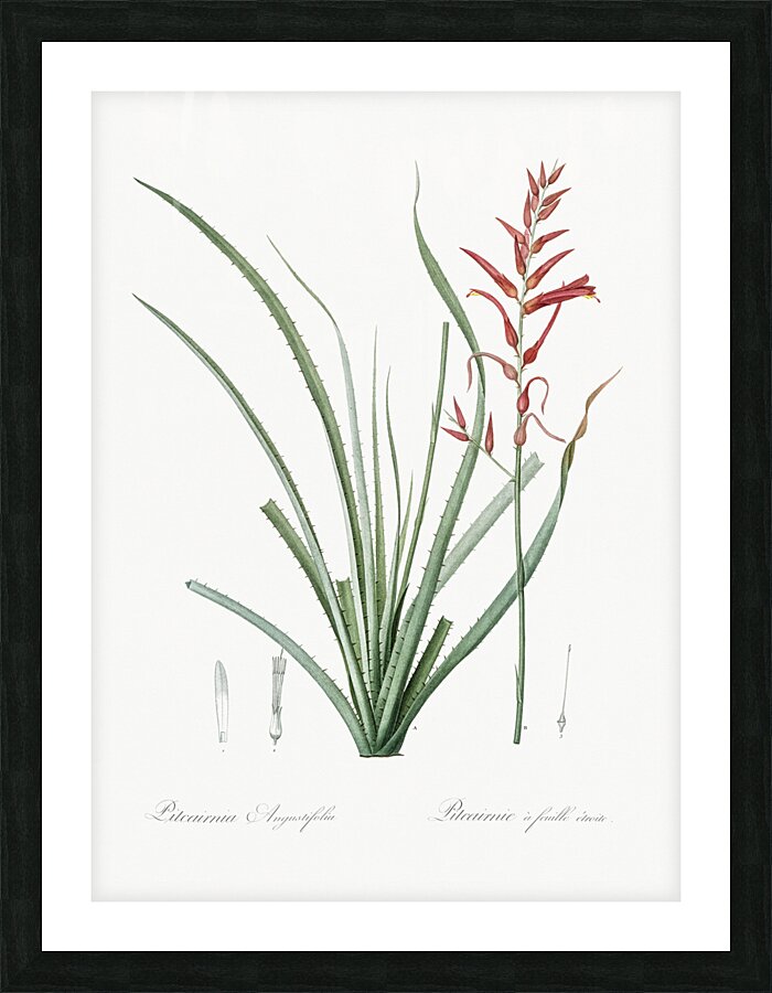 Pitcairnia angustifolia illustration  Picture Frame print