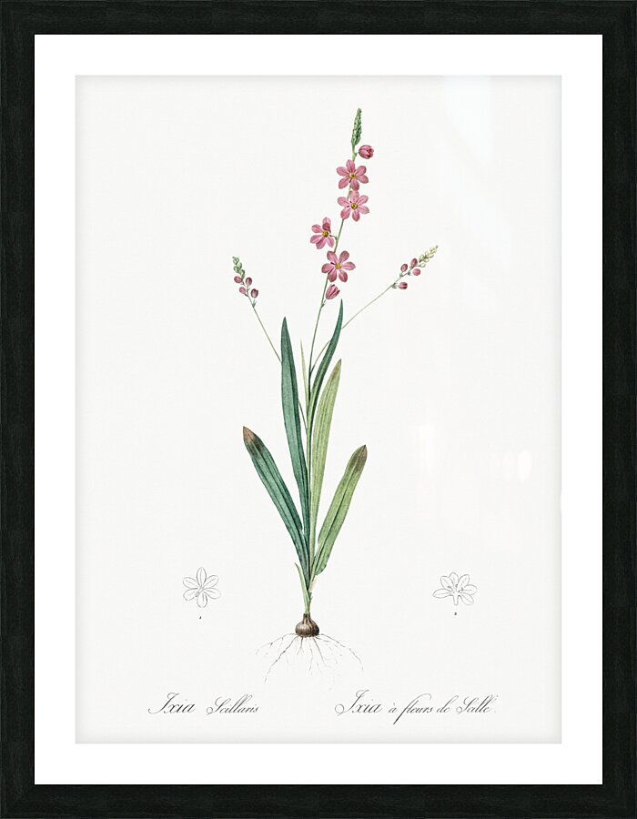 Ixia scillaris illustration  Picture Frame print