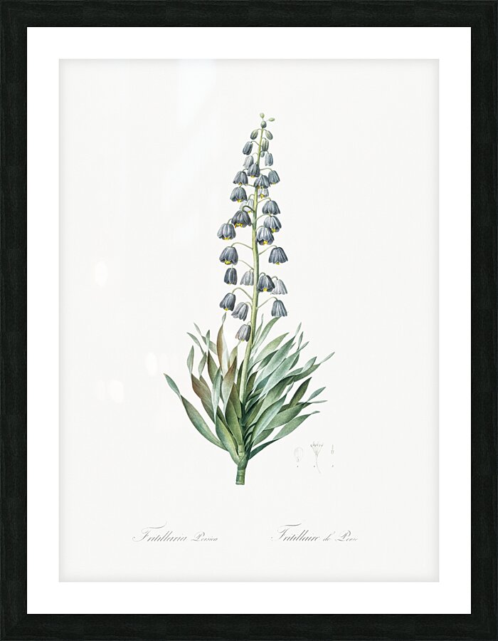 Persian lily illustration Picture Frame print