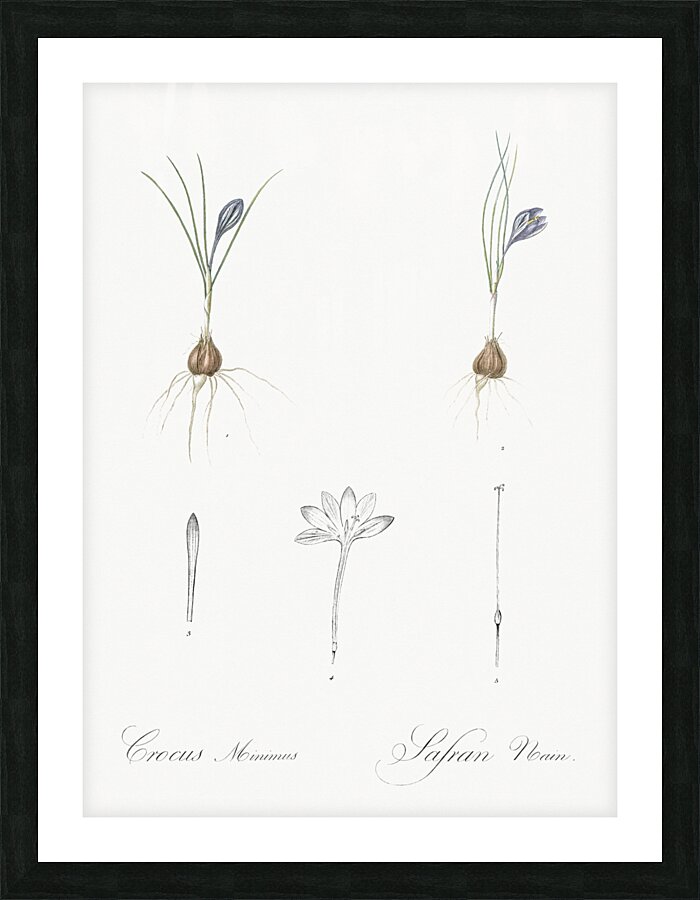Crocus illustration  Picture Frame print