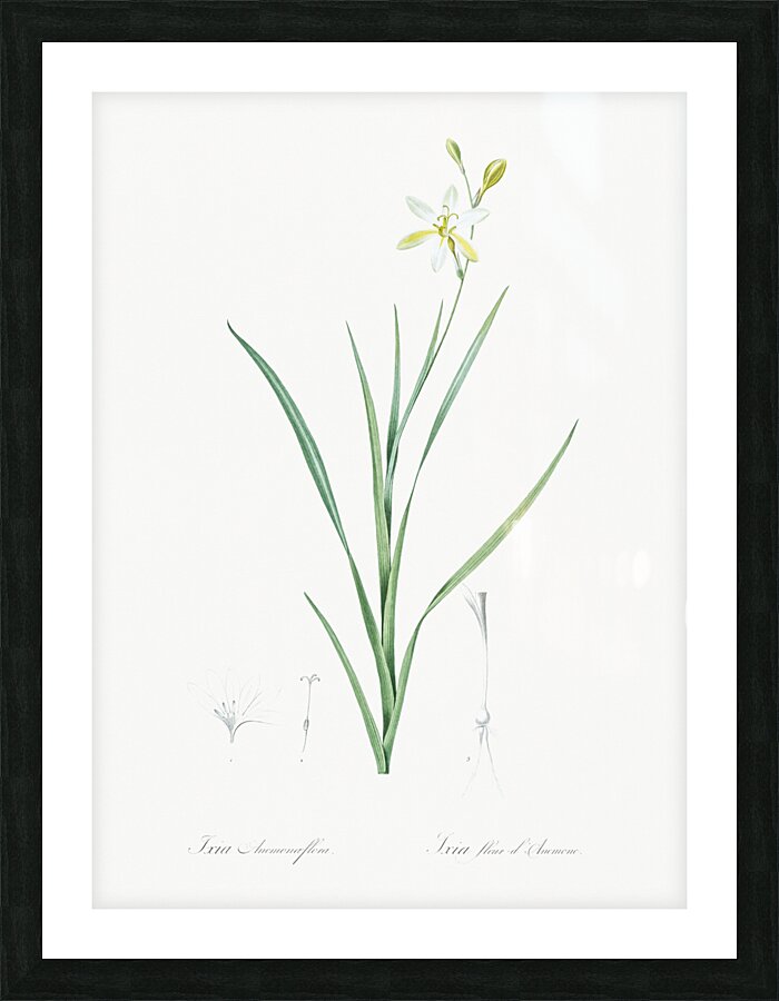 Slime Lily illustration  Picture Frame print