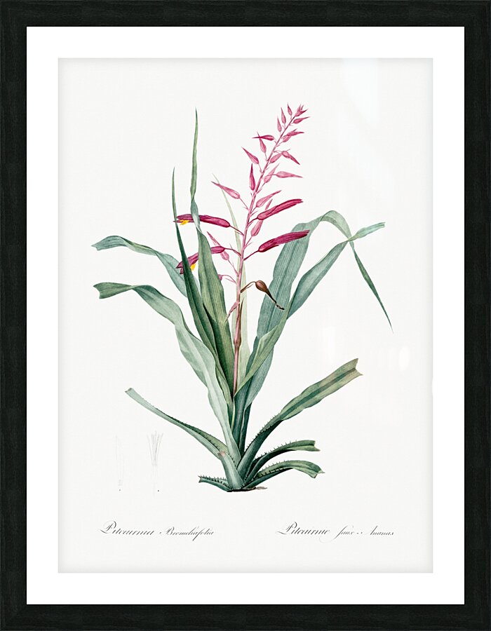 Pitcairnia bromeliaefolia illustration  Picture Frame print