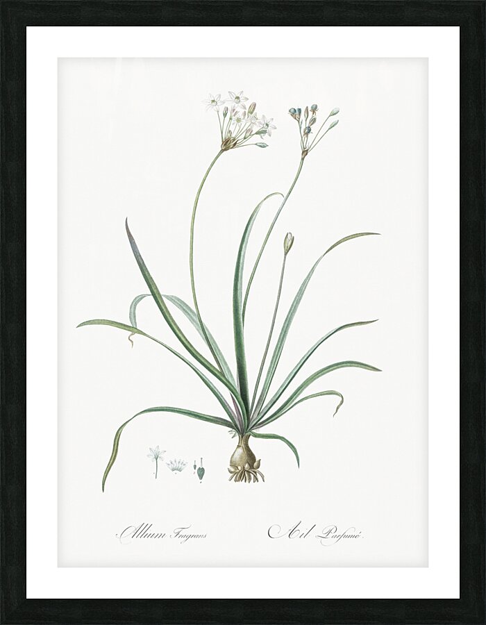 Allium fragrans illustration  Picture Frame print