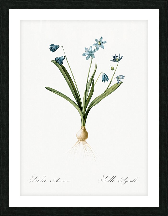 Scilla amoena illustration  Picture Frame print