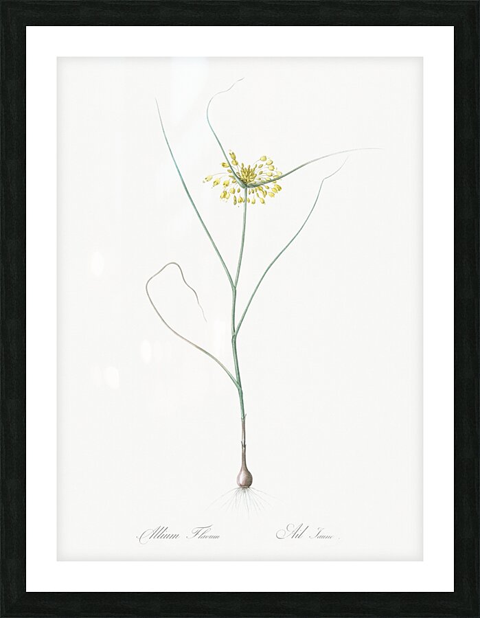 Small yellow onion illustration  Picture Frame print