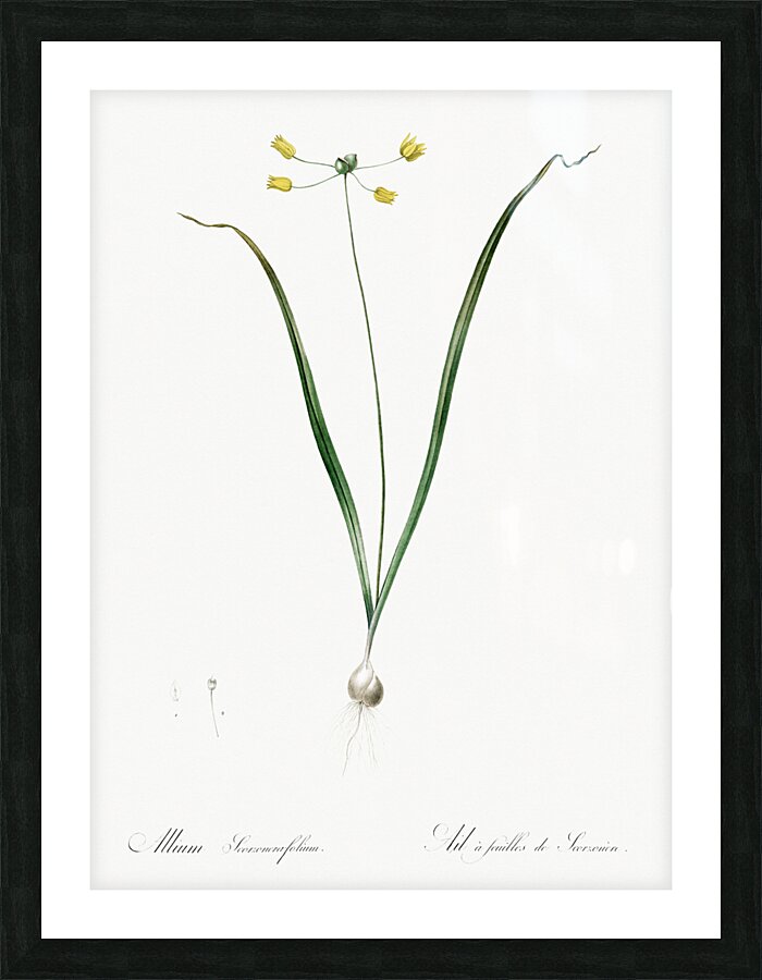 Small yellow onion illustration  Picture Frame print