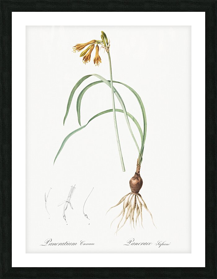 iPancratium croceum llustration  Picture Frame print