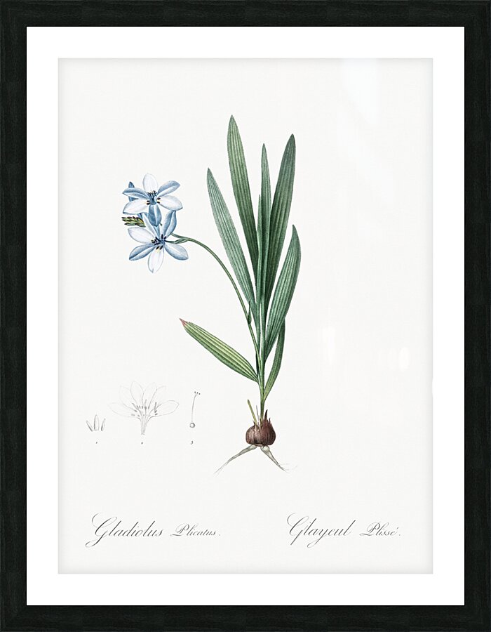Gladiolus plicatus illustration  Picture Frame print