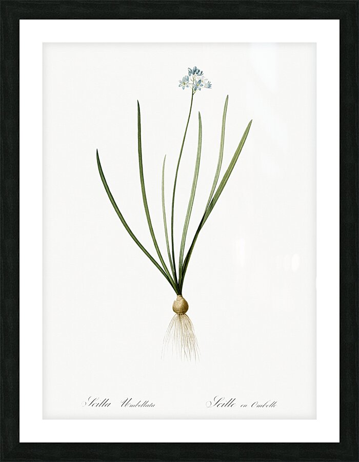 Spring squill illustration  Picture Frame print