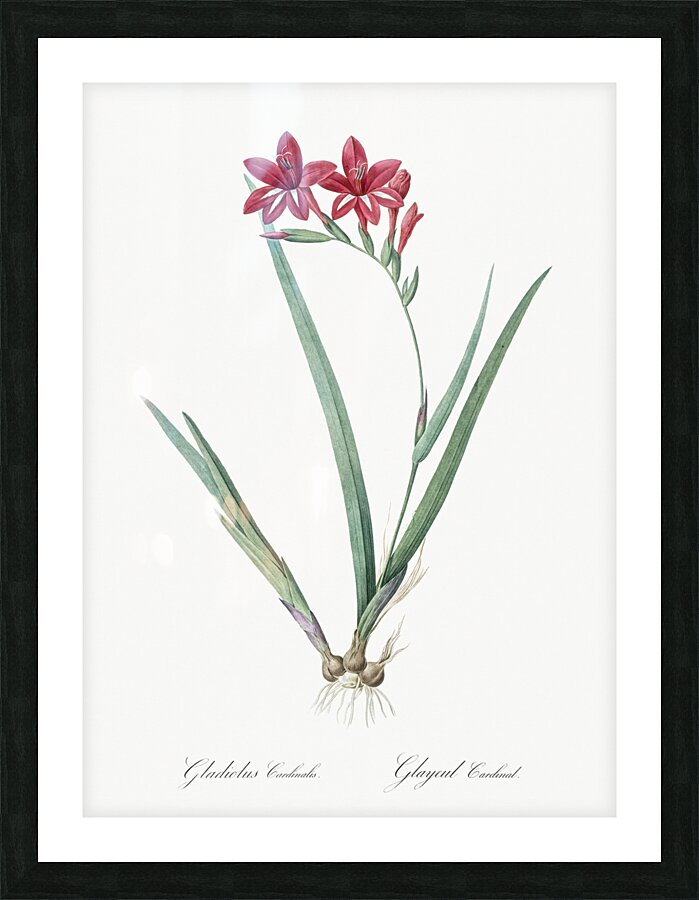 Gladiolus cardinalis illustration  Picture Frame print