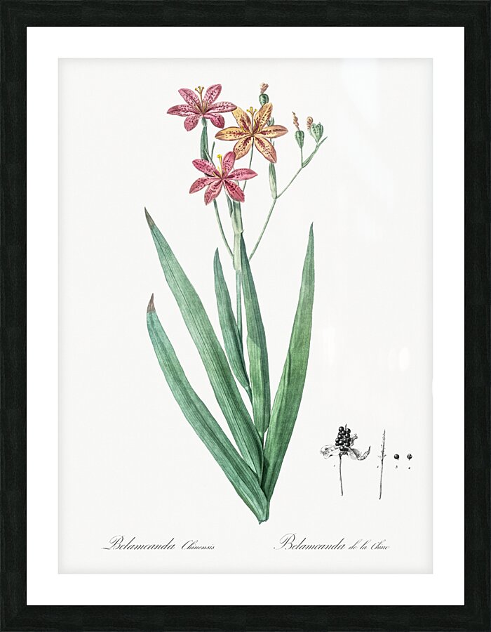 Blackberry Lily illustration  Picture Frame print
