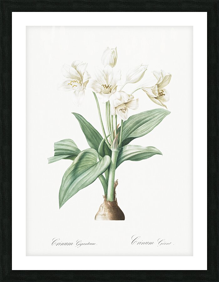 Crinum giganteum illustration  Picture Frame print