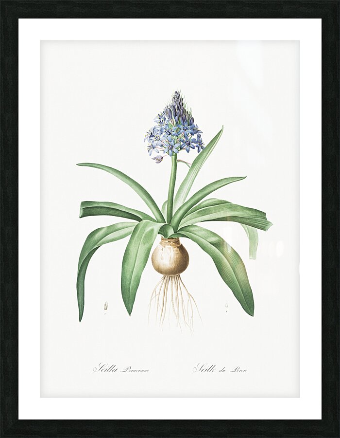 Portuguese squill illustration  Picture Frame print