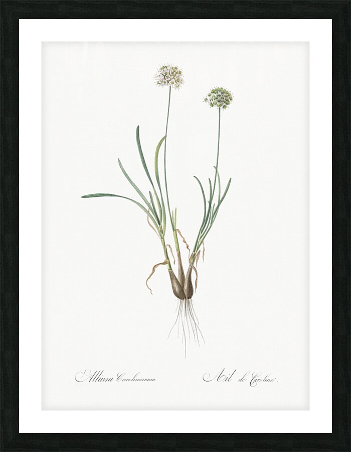 Allium carolinianum illustration  Picture Frame print