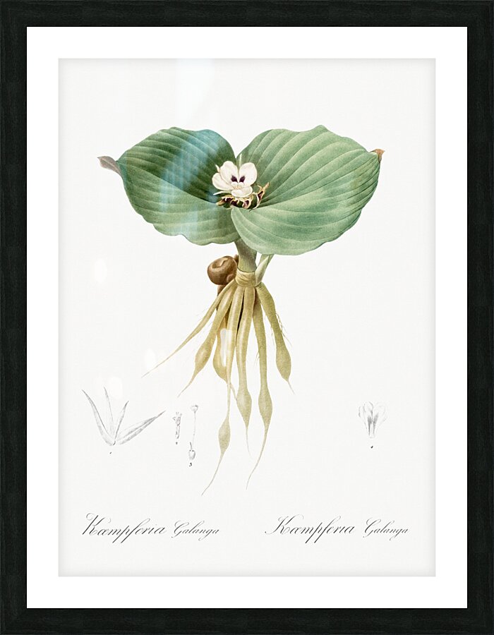 Sand ginger illustration  Picture Frame print