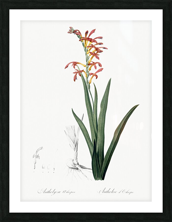 Antholyza aethiopica illustration  Picture Frame print