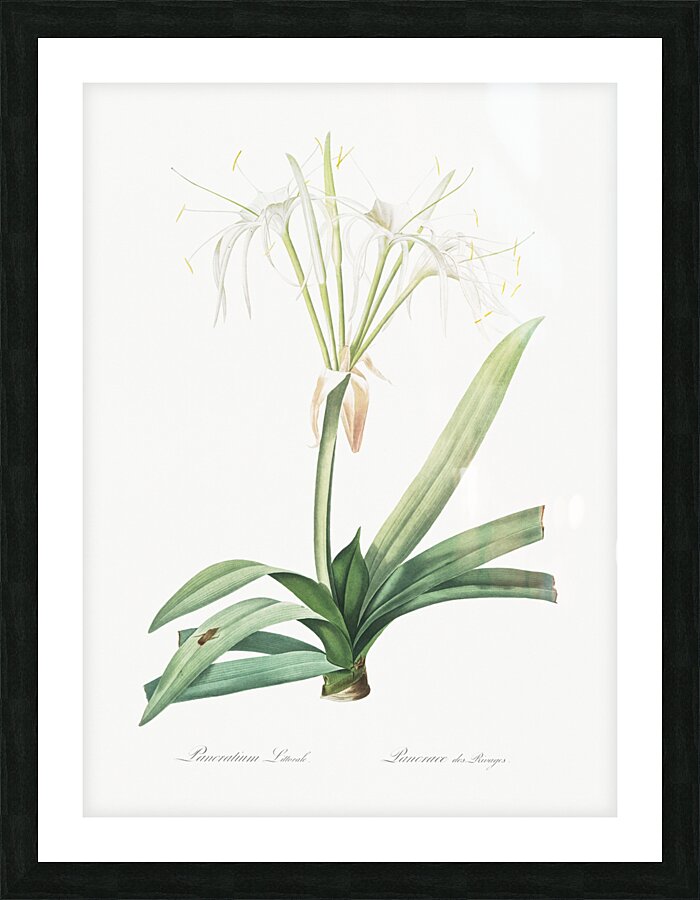 Pancratium littorale illustration  Picture Frame print