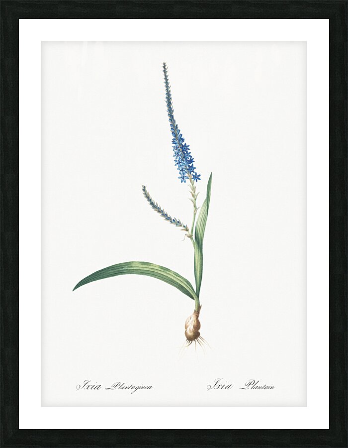 Ixia plantaginea illustration  Picture Frame print