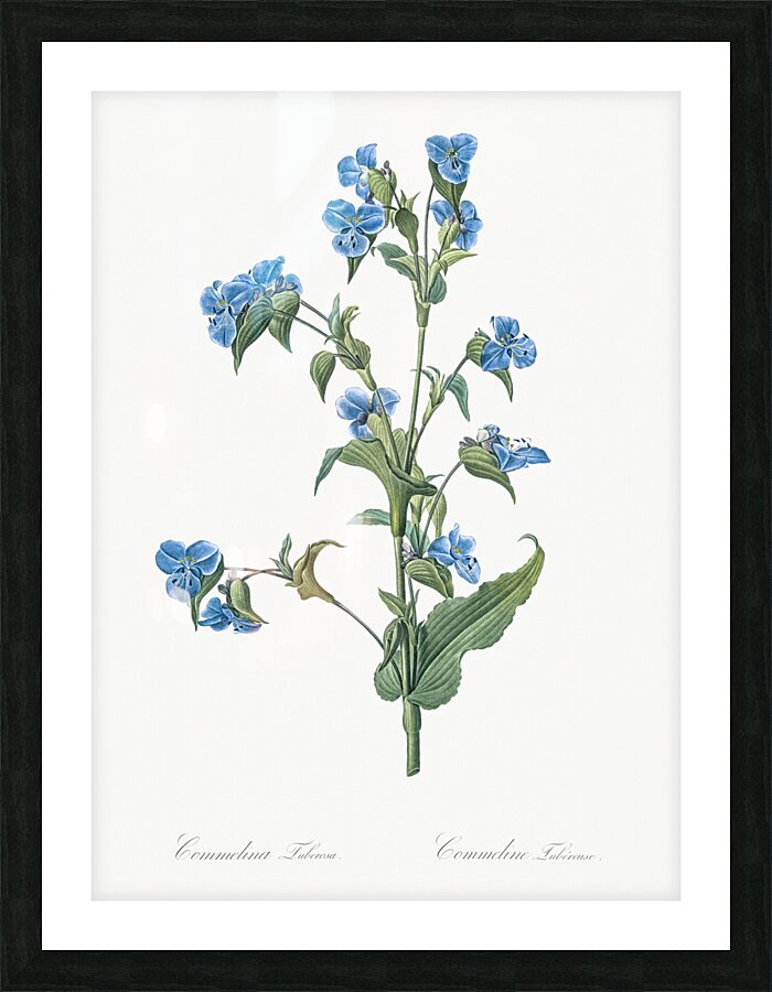 Commelina tuberosa illustration  Picture Frame print