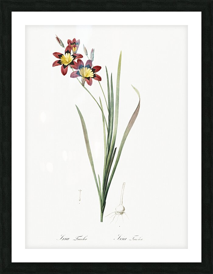 Ixia tricolor illustration  Picture Frame print