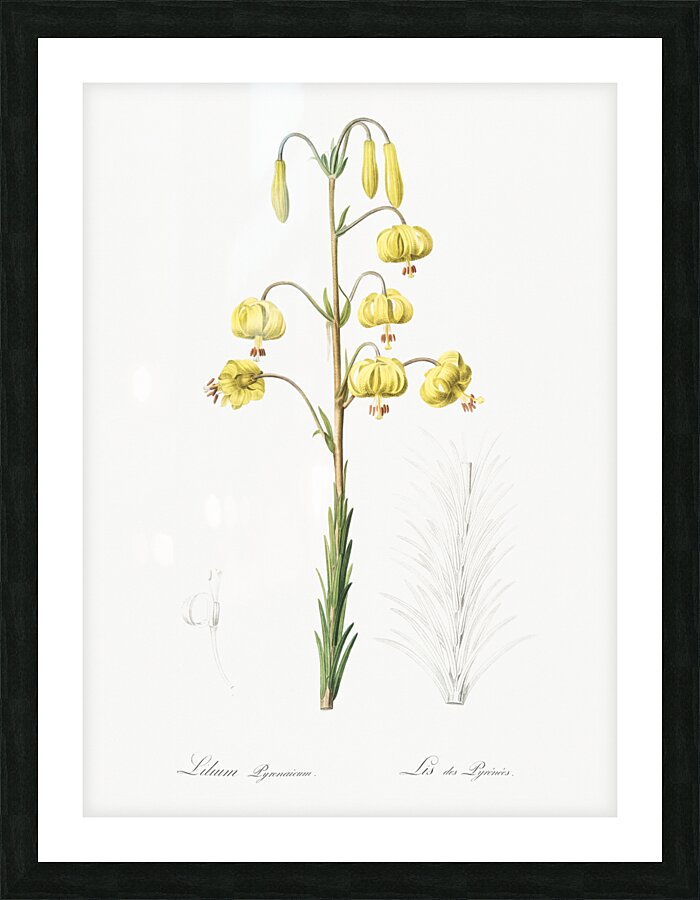 Lilium pyrenaicum illustration  Picture Frame print