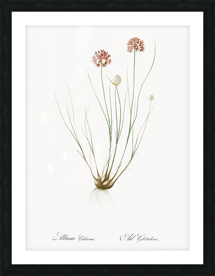 Allium globosum illustration  Picture Frame print