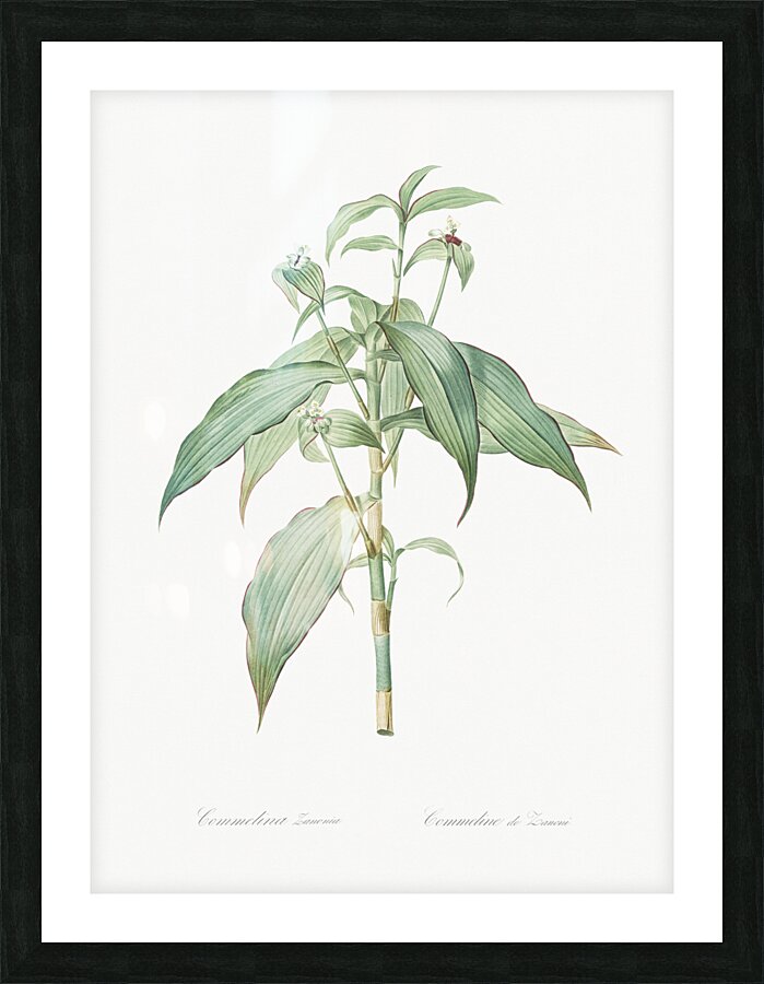 Commelina zanonia illustration  Picture Frame print