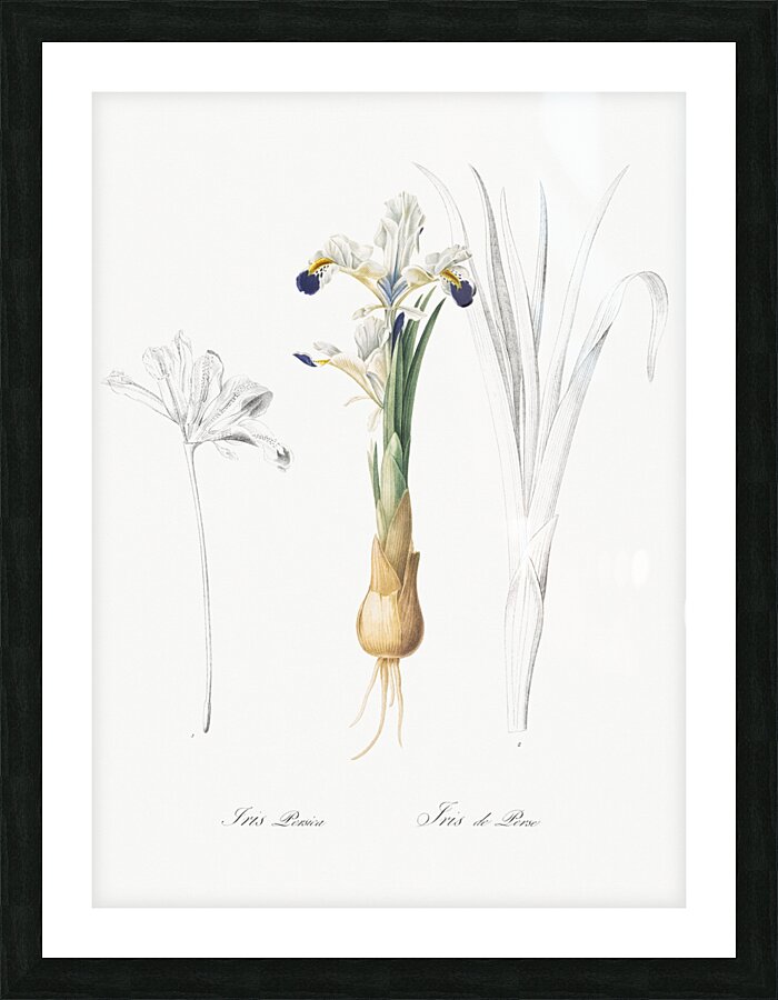 Iris Persica illustration  Picture Frame print