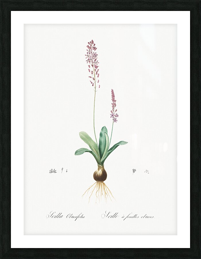Scilla obtusifolia illustration  Picture Frame print