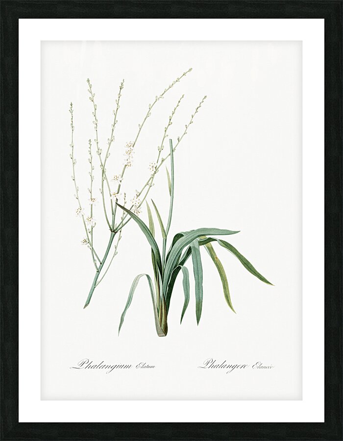 Phalangium elatum illustration  Picture Frame print