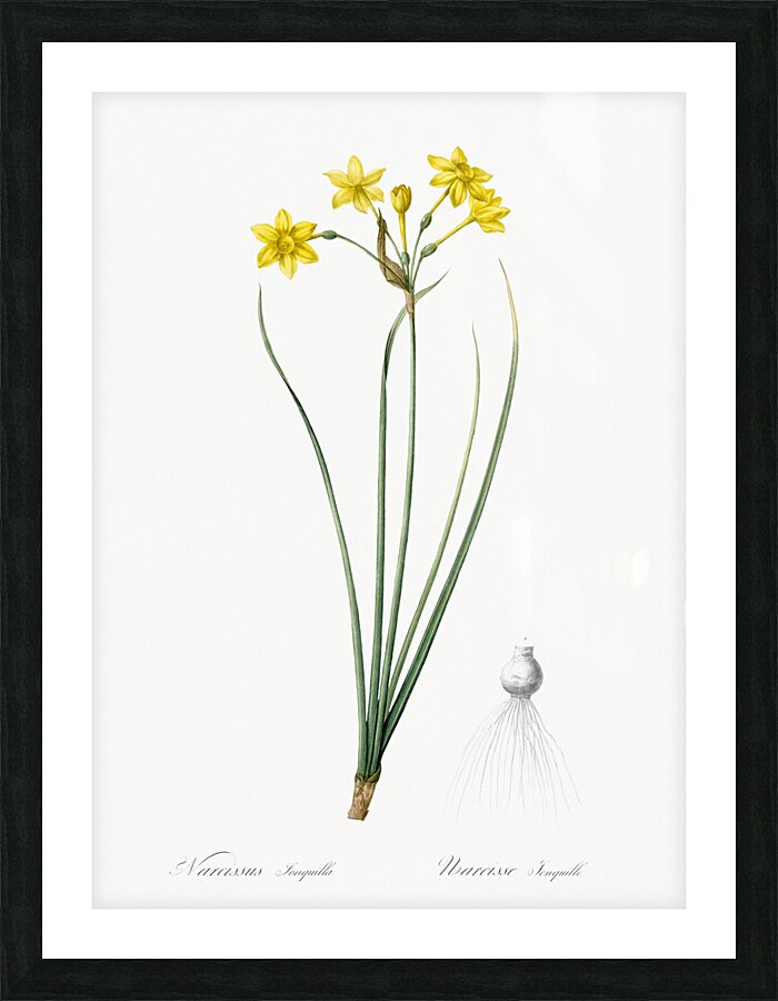 Rush daffodil illustration  Picture Frame print