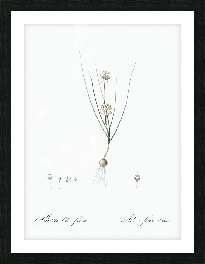 Allium obtusiflorum illustration  Picture Frame print