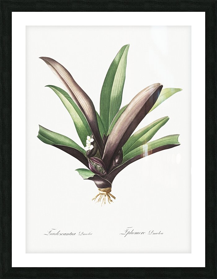 Boat lily illustration  Picture Frame print