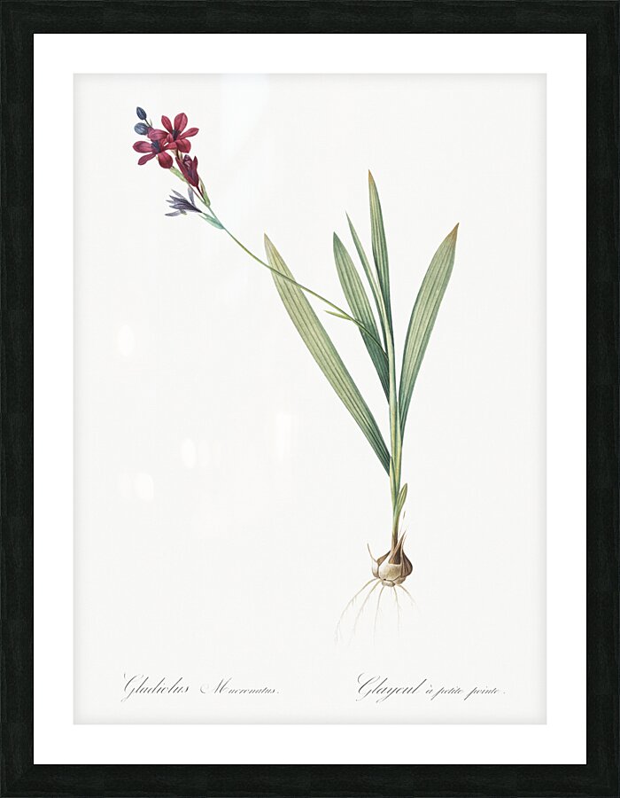 Gladiolus mucronatus illustration  Picture Frame print