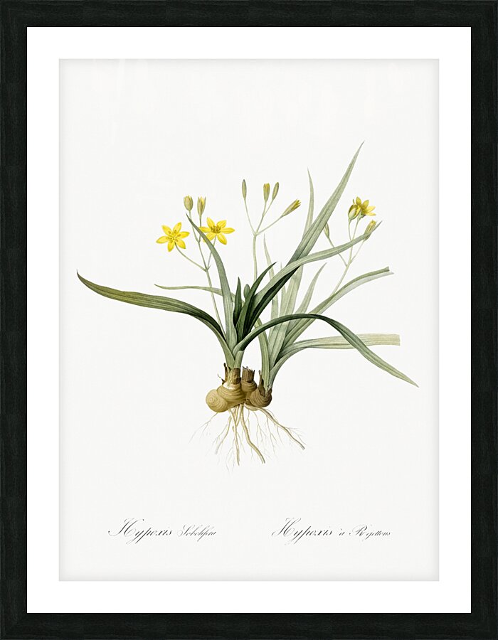 Gladiolus mucronatus illustration  Picture Frame print