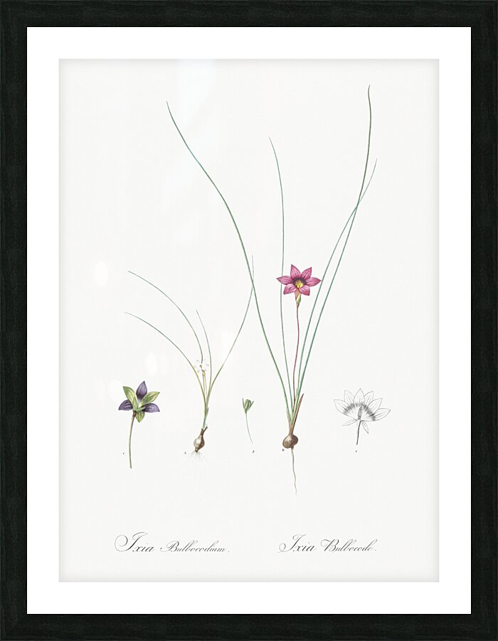 Crocus leaved romulea Ixia bulbocodium illustration  Picture Frame print